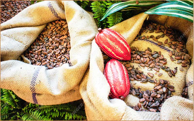 Cacao En Côte D'Ivoire