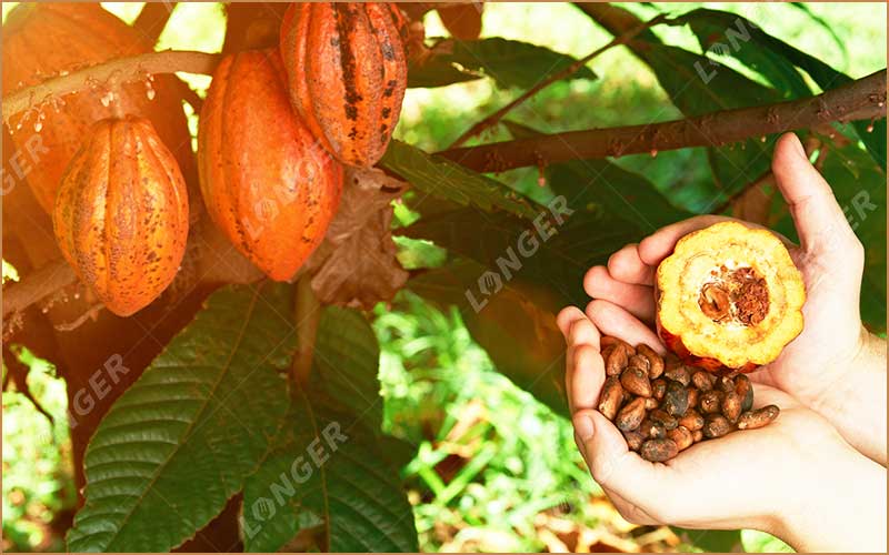 Transformation De Cacao