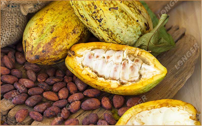 Les Fèves De Cacao