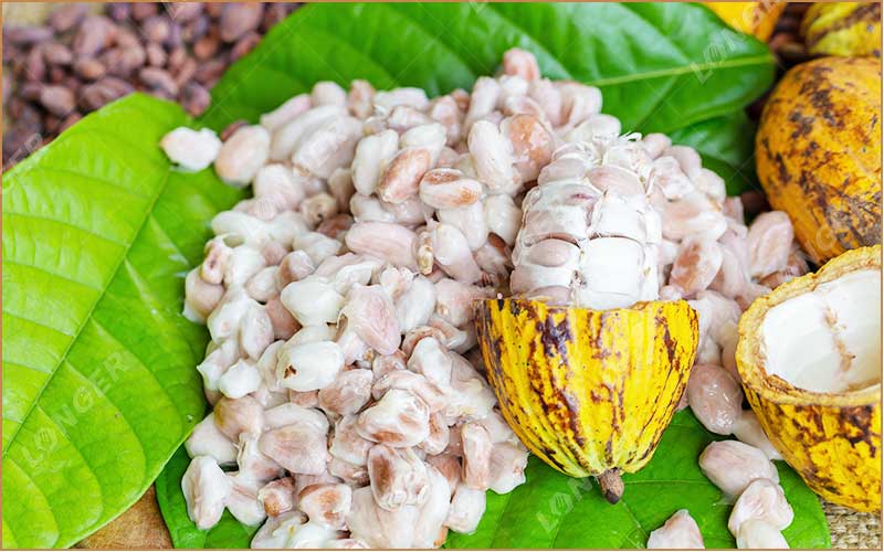 Taux De Transformation Du Cacao En Côte D'Ivoire