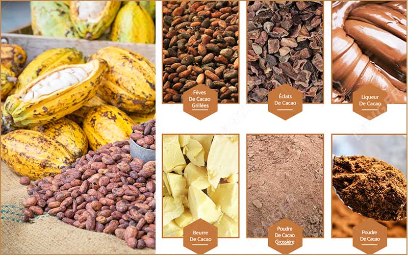 Est-Il Rentable De Démarrer Une Entreprise De Cacao En Afrique