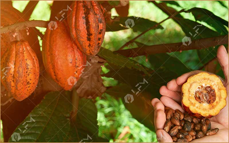 Les Fèves De Cacao