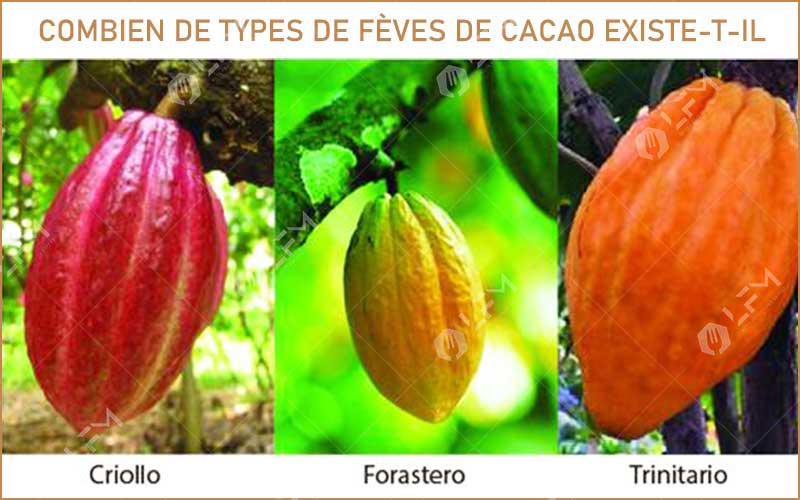 Combien De Types De Fèves De Cacao Existe-T-Il